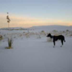 Meet your Posher, Dawn